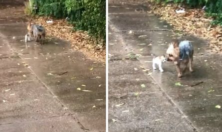 Wonderful Dog Won't Leave Tiny Kitty Out In The Storm, Brings Her Home