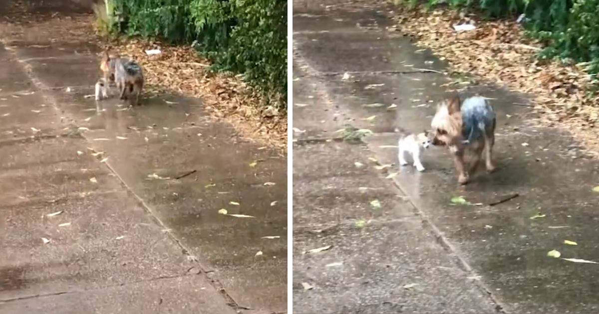 Wonderful Dog Won't Leave Tiny Kitty Out In The Storm, Brings Her Home