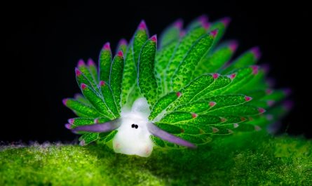 Sea Sheep? This Adorable Sea Slug Eats A Lot Algae It Can Photosynthesize