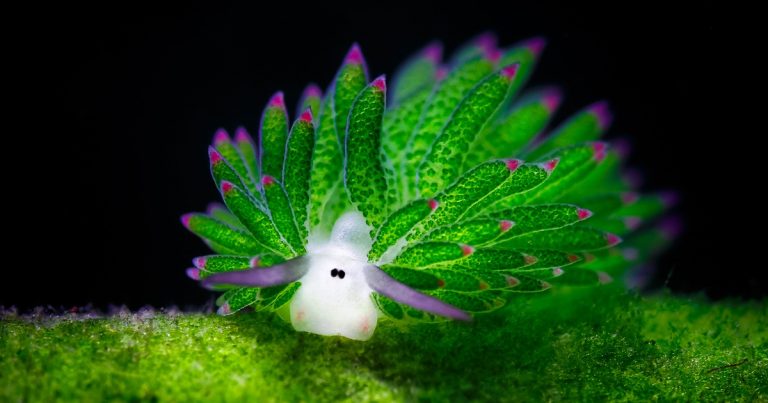 sea-sheep-this-adorable-sea-slug-eats-a-lot-algae-it-can-photosynthesize