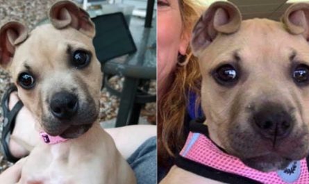 dog with cinnamon roll ears rescued as part of an abandoned litter
