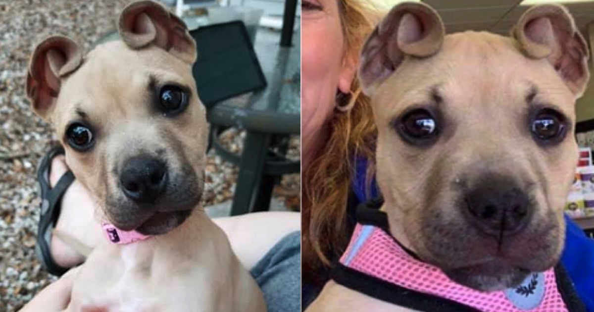 dog with cinnamon roll ears rescued as part of an abandoned litter
