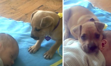 fidgety abandoned pup finds comfort in baby to finally rest