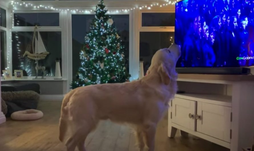 Jolly Golden Retriever Plops Before The TV Sings Along To White Christmas
