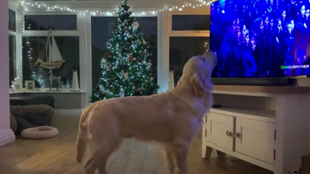 It's the holiday season, and it's hard not to enter the Christmas time spirit. And apparently, being festive is not lost on our furry friends! For Hugo the Golden Retriever, it means vocal singing along to some Xmas classics and favorites.