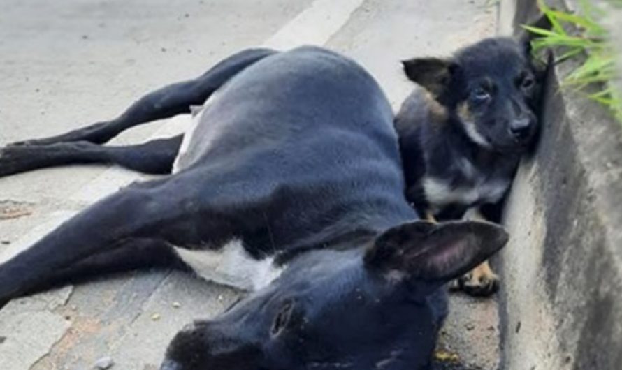 Little Puppy Sat Waiting By His Mom On The Side Of The Roadway