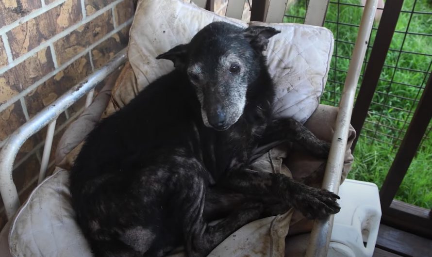 On The Front Porch In A Chair Was An Elderly Dog, And The Flies Were Swarming