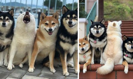 one rebel dog constantly screws up their household picture sessions