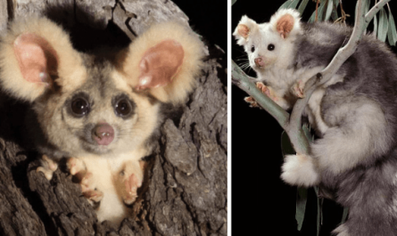 2 New Lovely Mammals Discovered In Australia