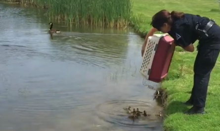 police officer dumps 10 orphaned ducklings into a fish pond and they immediately get a new mom