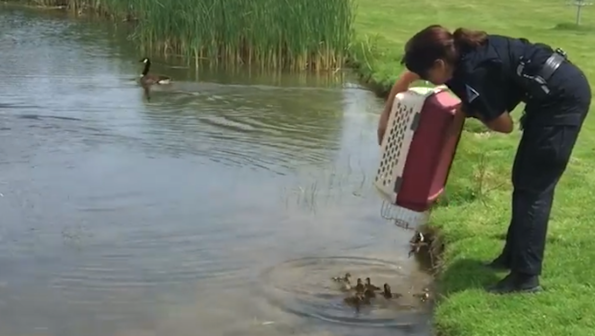 police officer dumps 10 orphaned ducklings into a fish pond and they immediately get a new mom