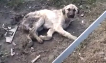 Old Dog Associated With Hit And Run Left In A Cold And Dirty Puddle