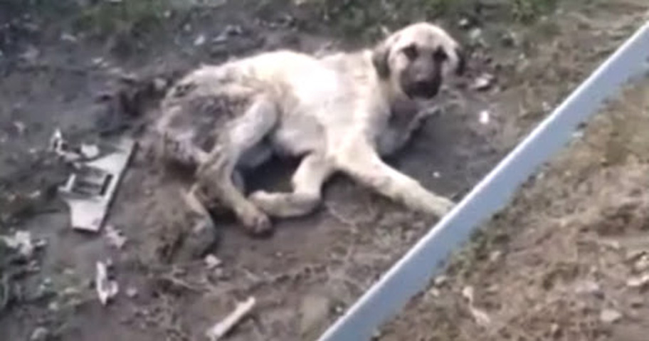 Old Dog Associated With Hit And Run Left In A Cold And Dirty Puddle