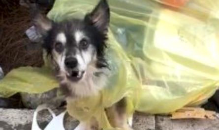 14 Year Old Dog Found Tied Up In A Bag And Also Thrown away In The Trash