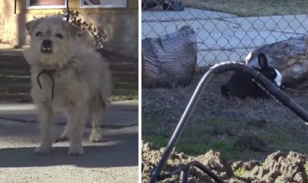A Dog And Rabbit Friend Were Abandoned Together And Left To Fend For Themselves