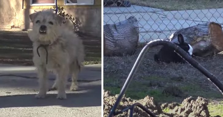 A Dog And Rabbit Friend Were Abandoned Together And Left To Fend For Themselves