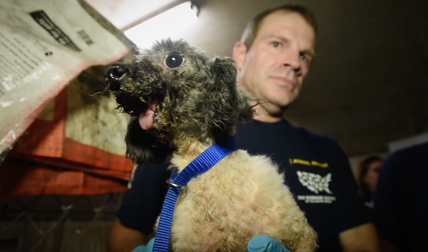 Anonymous Idea Leads To The Rescue Of 140 Dogs On North Carolina Property