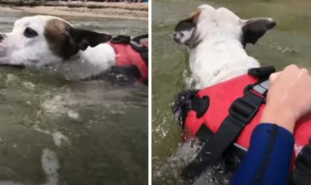 Attentive Dog Finds A Kid Being Swept Out To Sea And Doesn't Think Twice To Help