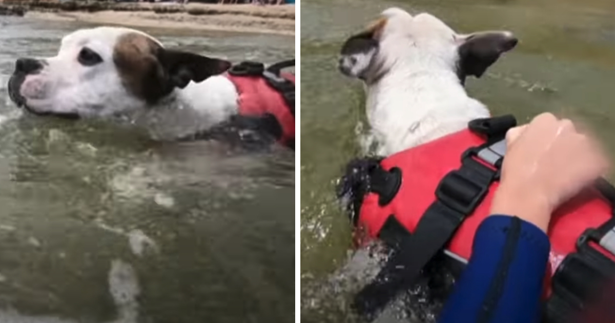 Attentive Dog Finds A Kid Being Swept Out To Sea And Doesn't Think Twice To Help
