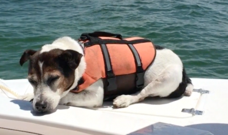 Boaters See A Lap Dog In A Lifejacket Alone In The Middle Of The Sea