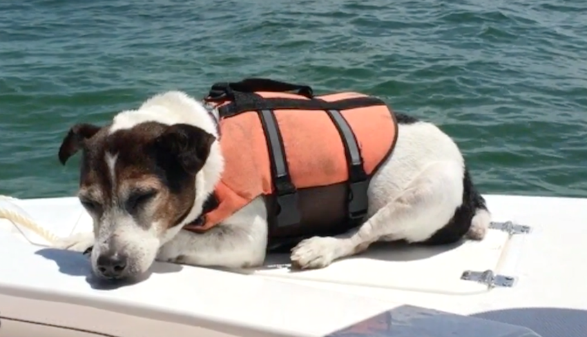 Boaters See A Lap Dog In A Lifejacket Alone In The Middle Of The Sea