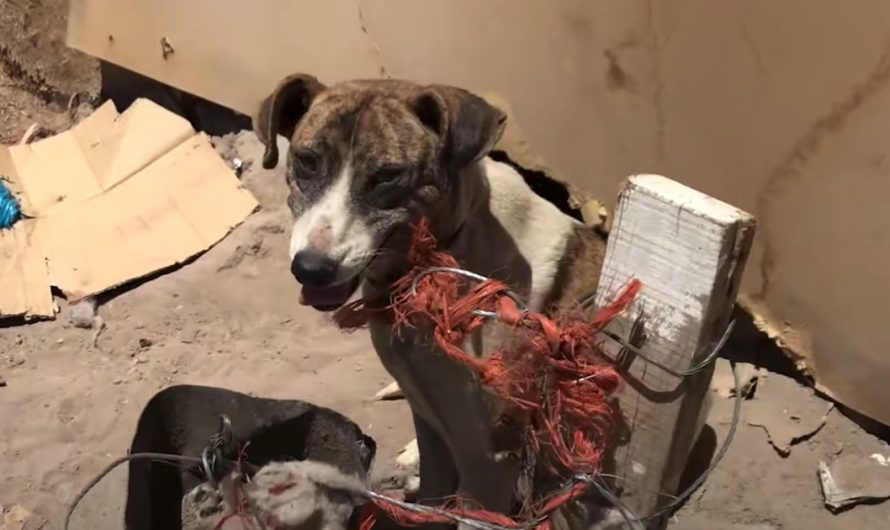 Dog Given Away By Her Owner Ends Up Tied Out In The Scorching Warm