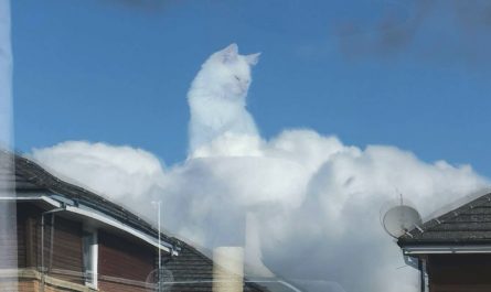 Cat Seen In The Clouds Overlooking Every One Of His Earthly Peasants