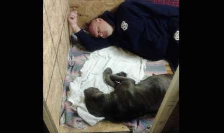 Cop Goes Above And Also Beyond The Call Of Duty For Pit Bull Being Beaten By Owner