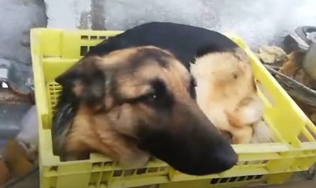 Couple Hands Out German Shepherds Leaving Them Panicked And Terrified
