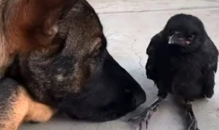 Crow Flies Into Yard And also Befriends Family’s Playful Dog