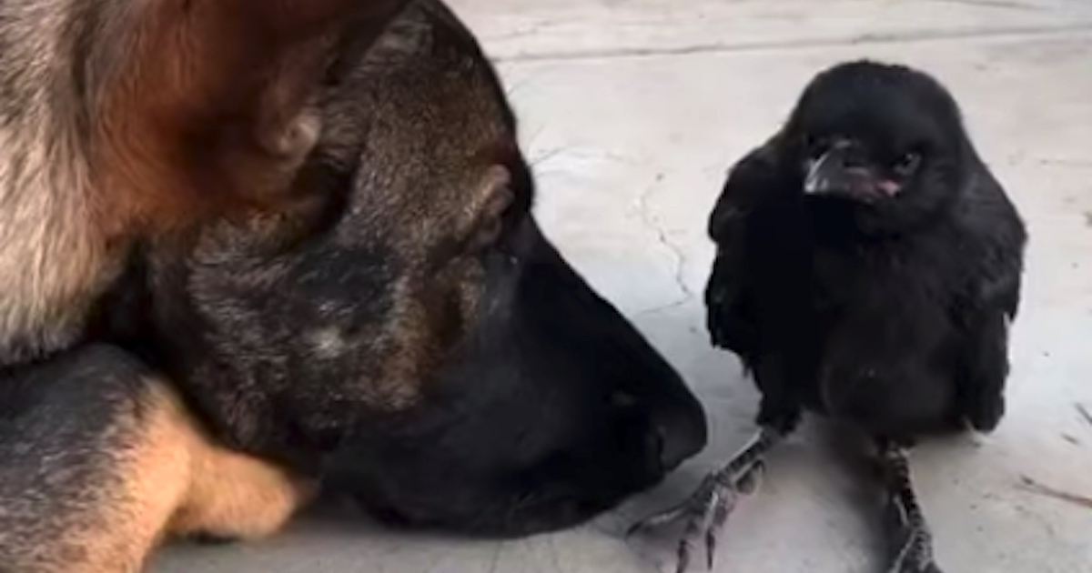 Crow Flies Into Yard And also Befriends Family's Playful Dog