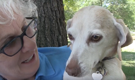 Dog Saved From Cruel Testing Facility Can Lastly Wag Her Tail With Happiness