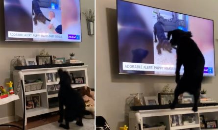 Dog Sees Himself On The News, Almost Jumps Via The TV
