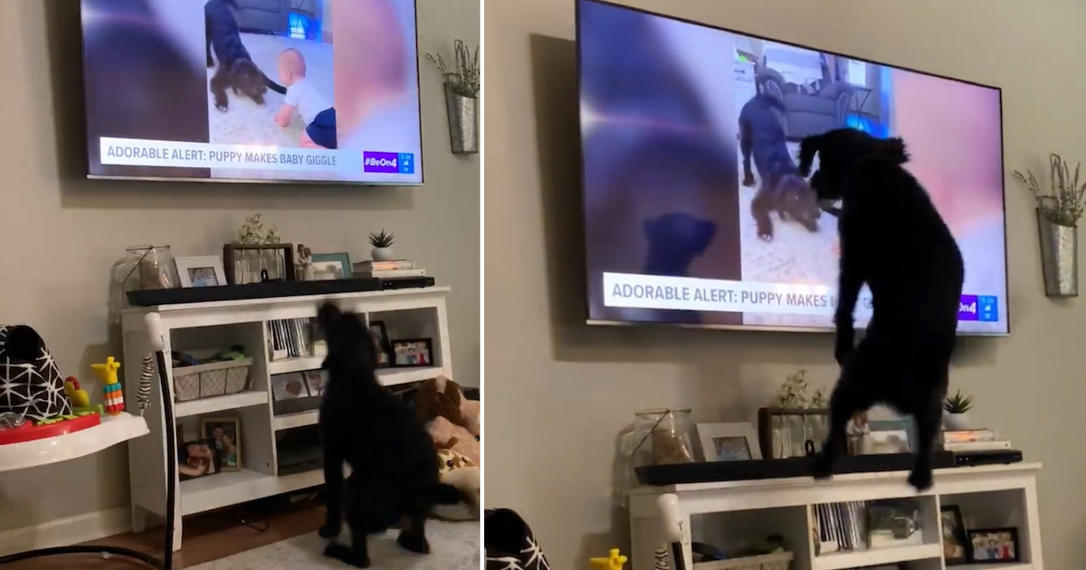 Dog Sees Himself On The News, Almost Jumps Via The TV