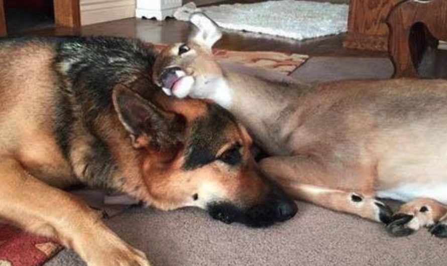 Dog Takes To An Orphaned Fawn, Catches On As Fawn Surrogate