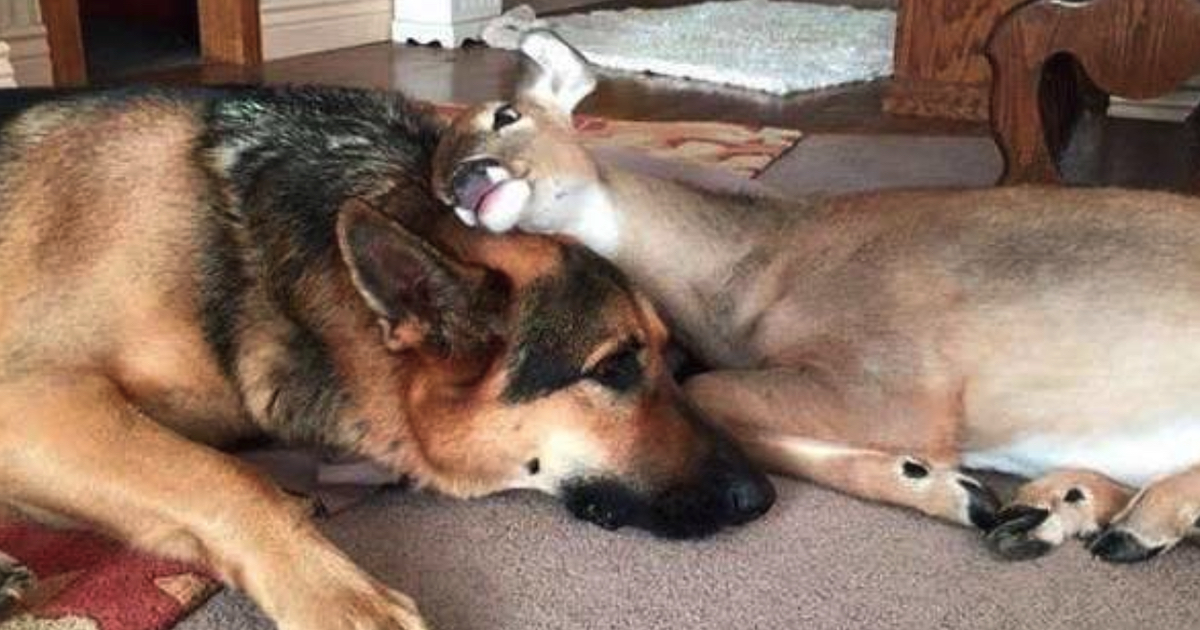 Dog Takes To An Orphaned Fawn, Catches On As Fawn Surrogate