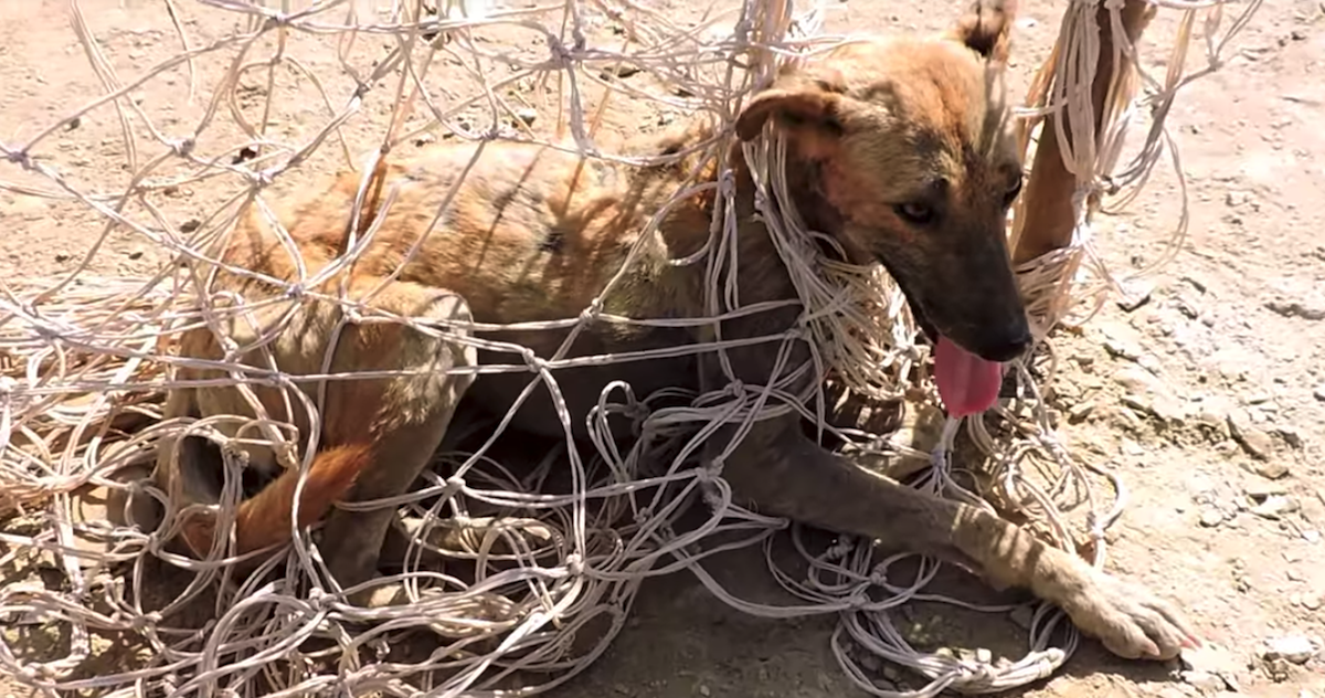 Dog Twisted In Soccer Net Is So Pleased To Be Freed He Rolls Onto His Back For A Stomach Rub