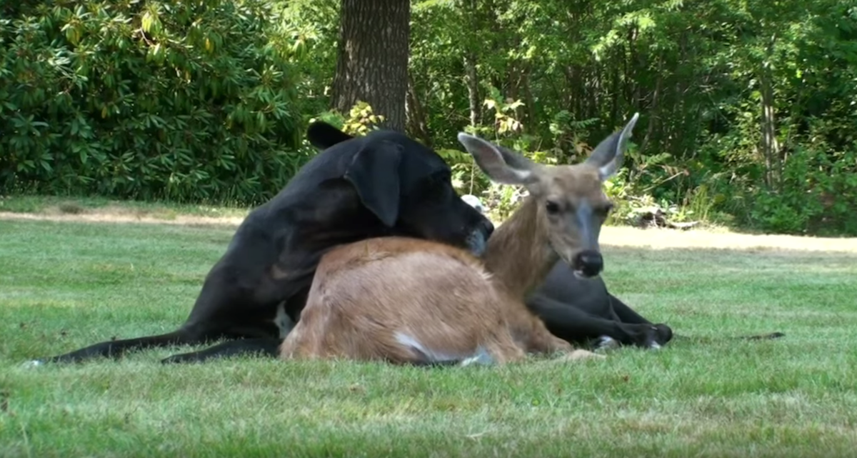 Excellent Dane And Deer Share The Most Unique Friendship