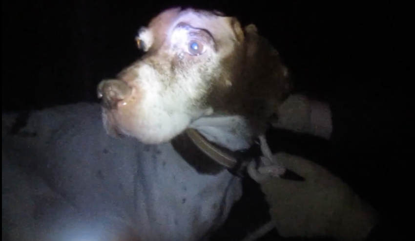 Found at night, this dog was tied to a tree so he couldn't follow his owner