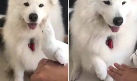 Friendly Samoyed Pup Provides Paw To Replicate Owner And Hold The Pet Bird