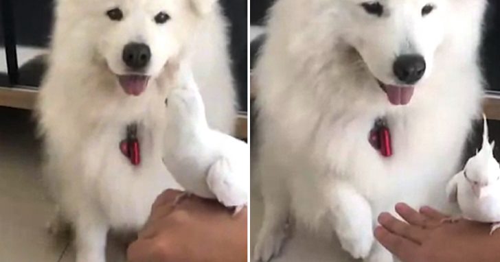 Friendly Samoyed Pup Provides Paw To Replicate Owner And Hold The Pet Bird
