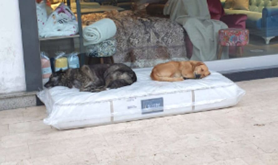 Furniture Store Excludes A Mattress For The Neighborhood Strays To Rest On