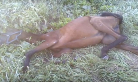 Girl finds dying horse on the side of the roadway, walks 9 miles to save its life