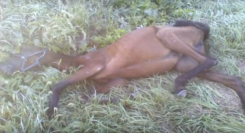 Girl finds dying horse on the side of the roadway, walks 9 miles to save its life