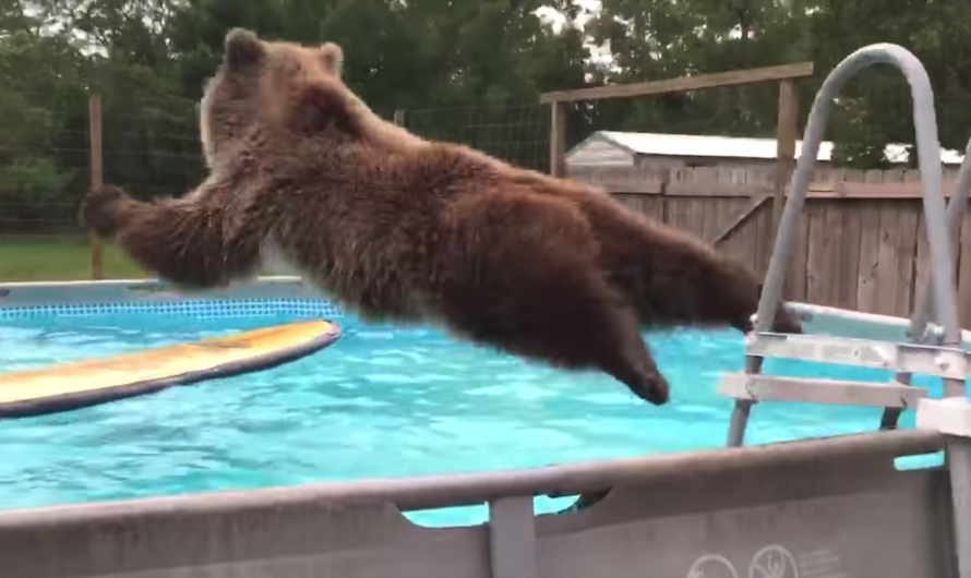 Grizzly Bear Jumps In Man’s Swimming pool, Reverses And Also Flashes A Smile