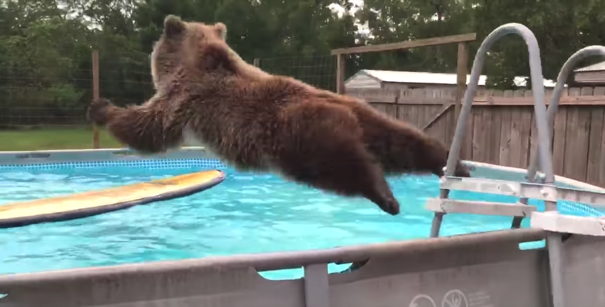 Grizzly Bear Jumps In Man's Swimming pool, Reverses And Also Flashes A Smile