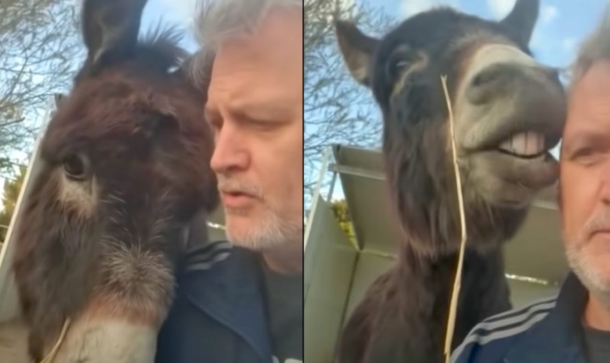 Guilty Donkey Derails Dad’s Lecture With ‘Pup Eyes’ And Kisses