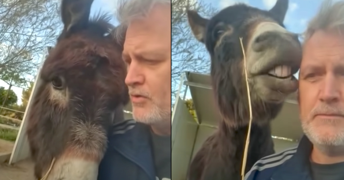 Guilty Donkey Derails Dad’s Lecture With ‘Puppy Eyes’ And Kisses
