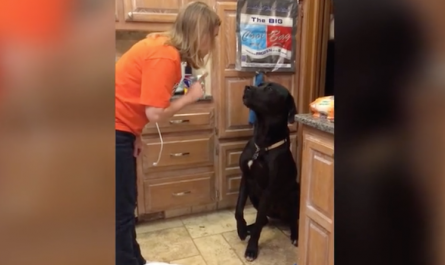 Guilty Labrador provides a lovable apology for the mess he made