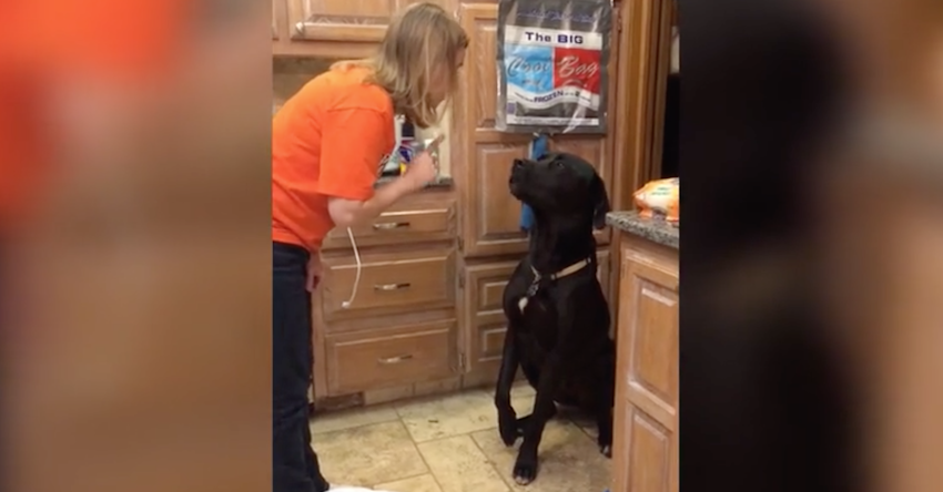 Guilty Labrador provides a lovable apology for the mess he made